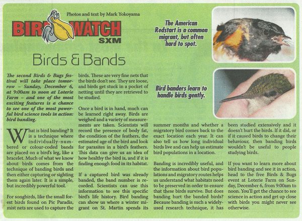 BirdWatch-BirdsNBands-web