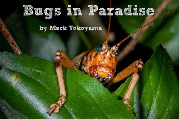 Photos and poems from the free children's ebook Bugs in Paradise will be on display at this Sunday's Birds & Bugs event at Loterie Farm.