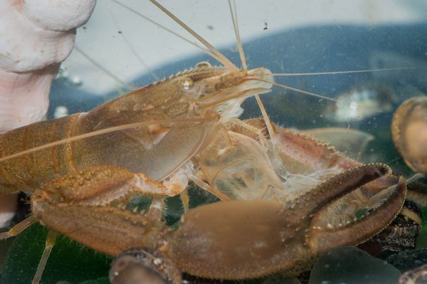 This crayfish, the apex predator of his ecosystem, is featured in the Amuseum Naturalis exhibit on St. Martin's freshwater habitats. (Photo: Mark Yokoyama)