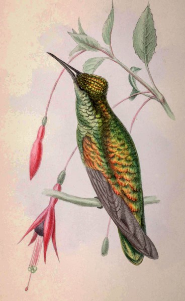 Zoological images like this hummingbird, named by 19th century mixed-race naturalist Richard Hill, will be on display at the exhibit.