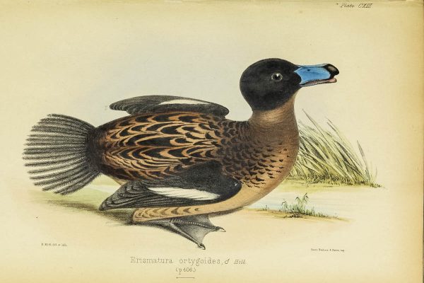 This duck species was named by 19th century Jamaican naturalist Richard Hill.
