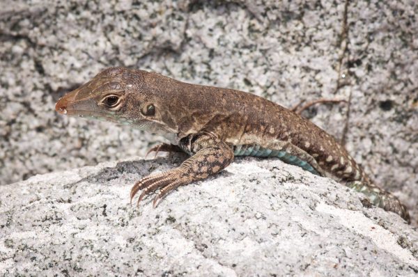 Our local Ground Lizard, a subspecies found only on St. Martin, is showcased in the St. Maarten Zoo’s native animal signage. 