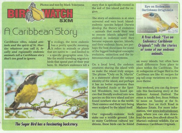 BirdWatch-Caribbean-Story-web