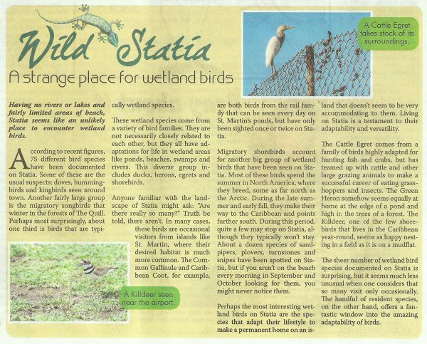 Wild-Statia---Strange-Place-for-Wetland-Birds-web