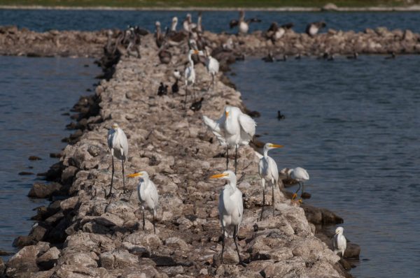 The Migratory Bird Festival will be held on Pond Island in the Great Salt Pond, a key habitat for many birds on St. Martin, including migratory species. (Photo by Mark Yokoyama)