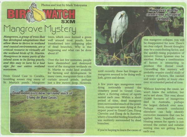 birdwatch-mangrovemystery