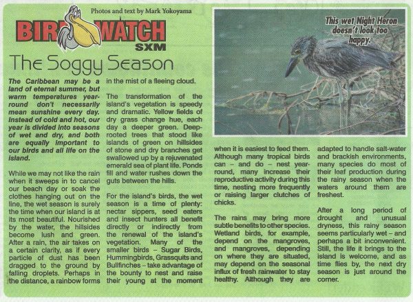 bird-watch-soggy-season