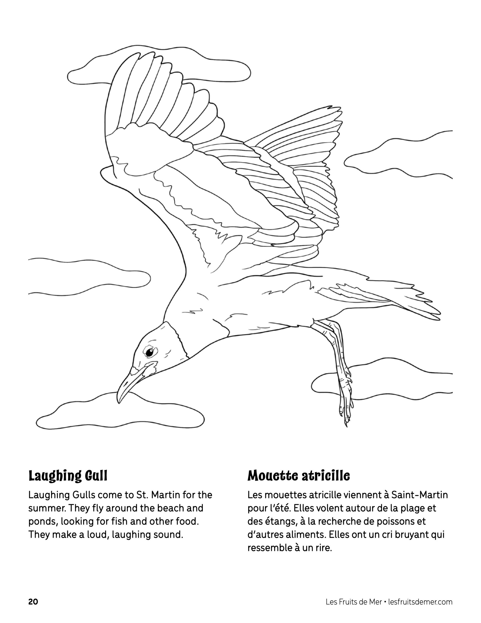 Laughing Gull Coloring Page Coloriage De Mouette Atricille 