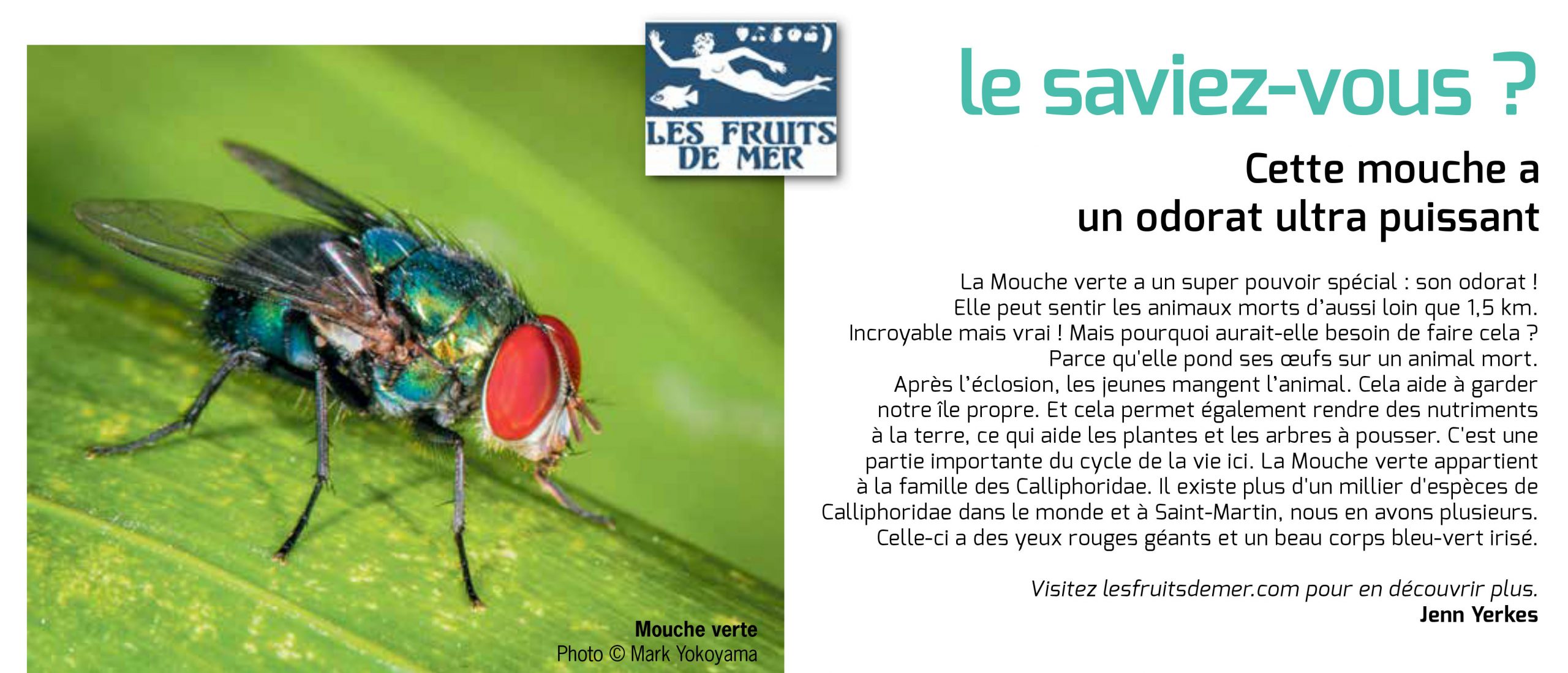 3913 LSV Carrion Fly – Association Les Fruits de Mer